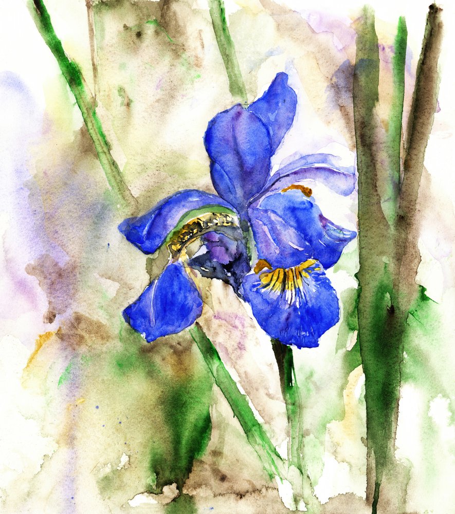 Iris bleu vif - RodMacIver