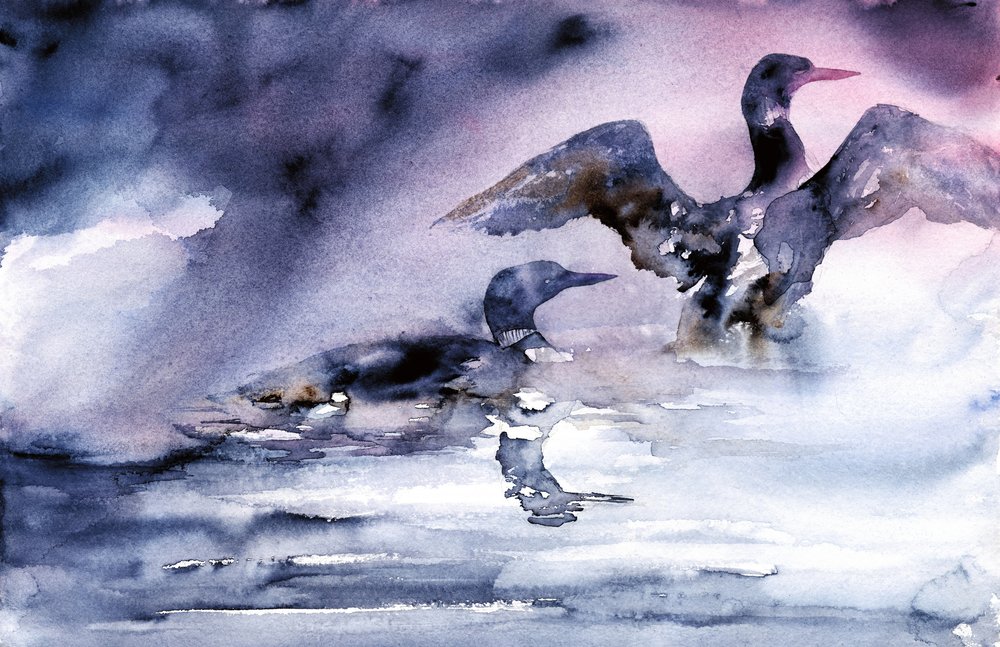 Les oiseaux aquatiques au crépuscule - RodMacIver