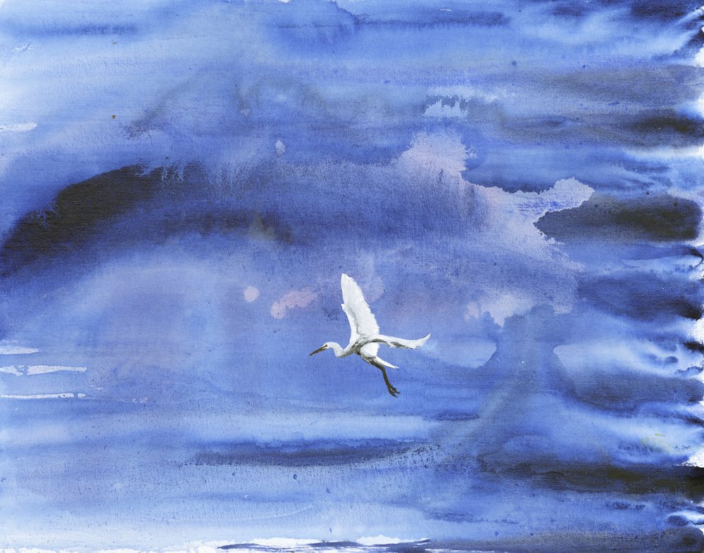 Aigrette blanche, ciel bleu - RodMacIver