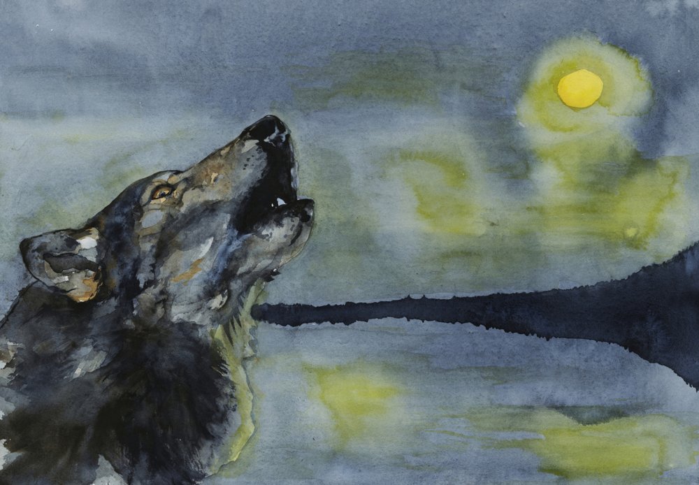 Un loup hurlant à la lune - RodMacIver