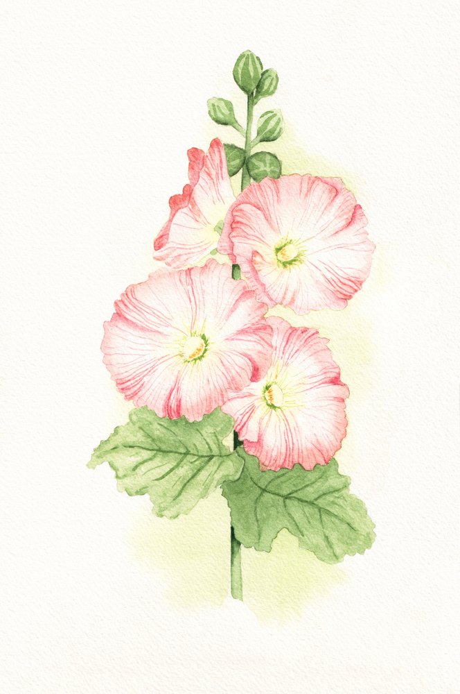 Aquarelle de roses trémières - Salome