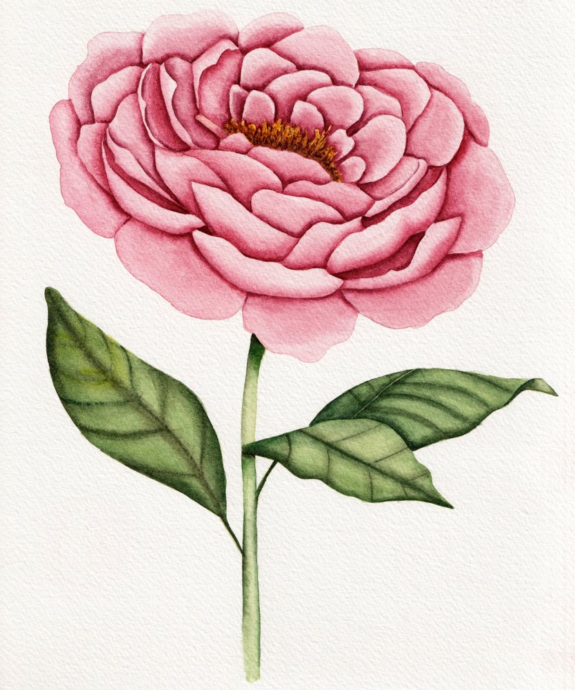 Pivoine rose à l