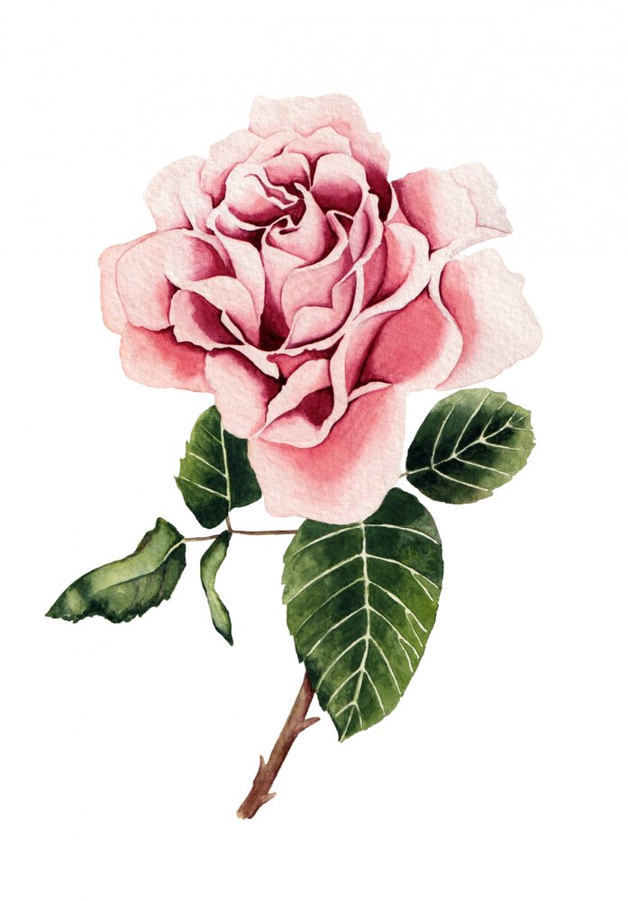 Aquarelle « Rose rose » - Salome