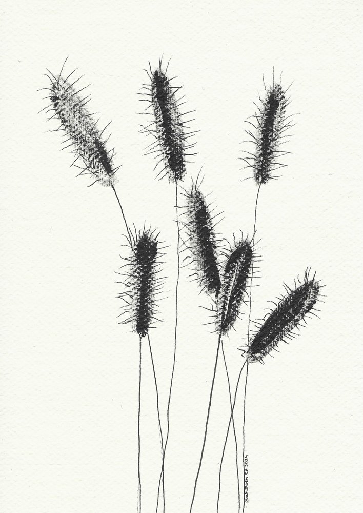 Délicate herbe en épis - Santhosh ch