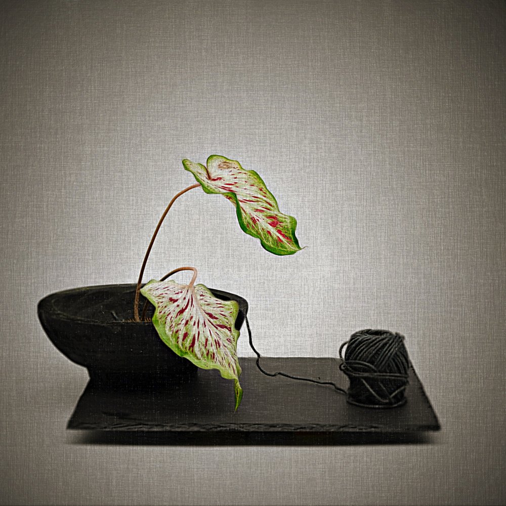 Caladium et fil noir - Saskia Dingemans