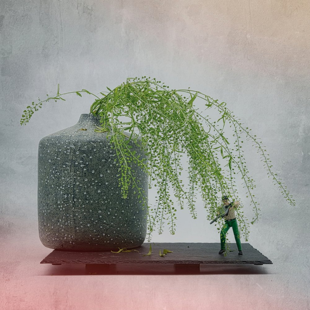 Plante « soldat miniature » - Saskia Dingemans