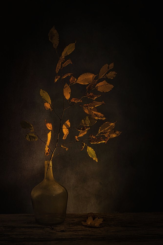 Feuilles d