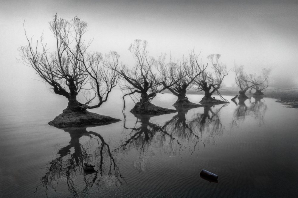 Des arbres dénudés dans le brouillard - Shanrui Ren