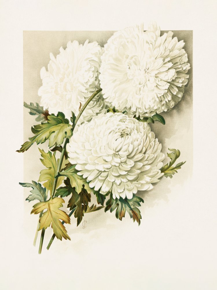 Des chrysanthèmes pour le réveillon de Noël - Sidney Thomas Callowhill