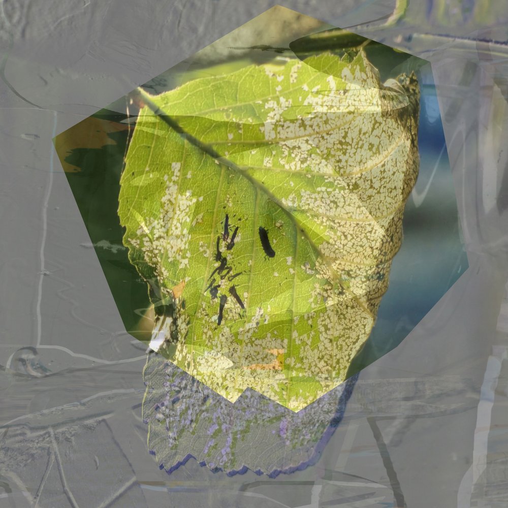Feuille verte abstraite - Stefan Fransson