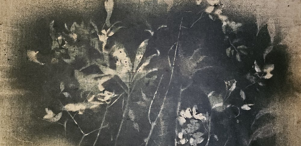Étude botanique sombre - Stefano Mazzolini