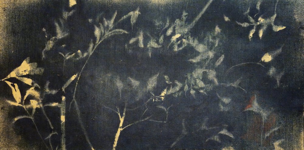 Étude botanique indigo - Stefano Mazzolini