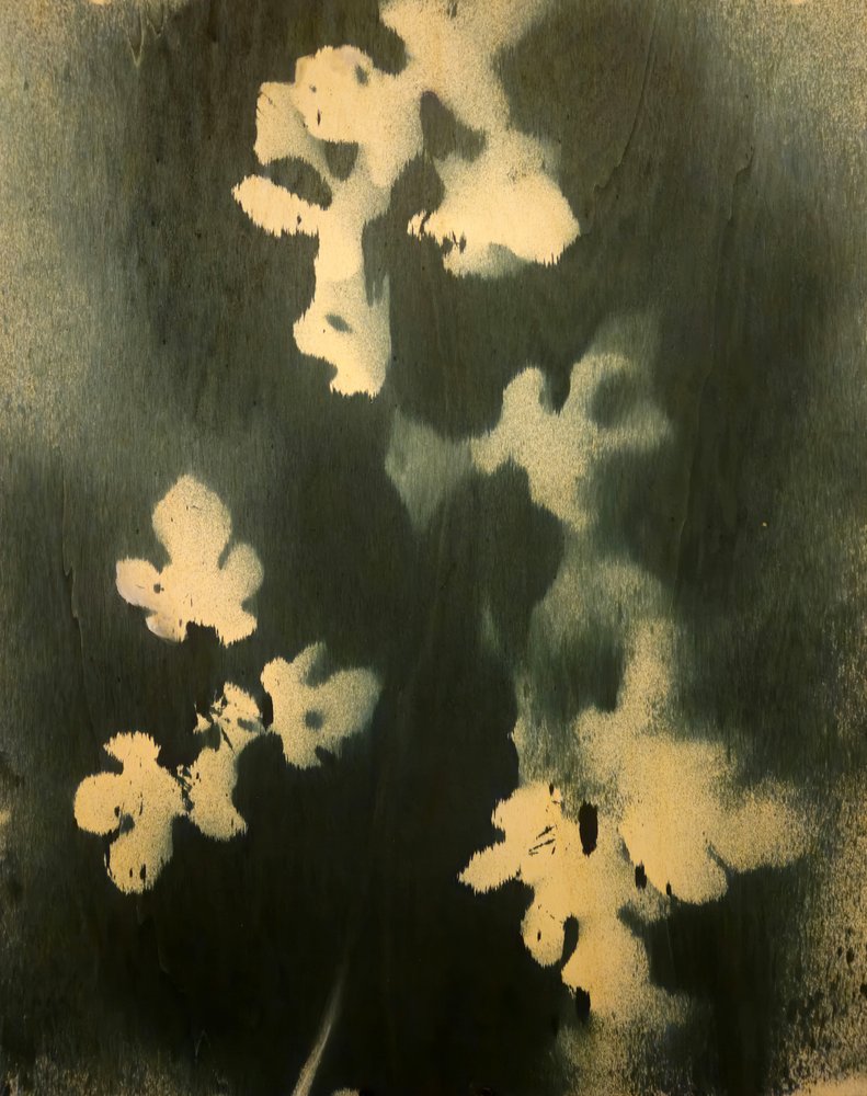 Étude botanique indigo - Stefano Mazzolini
