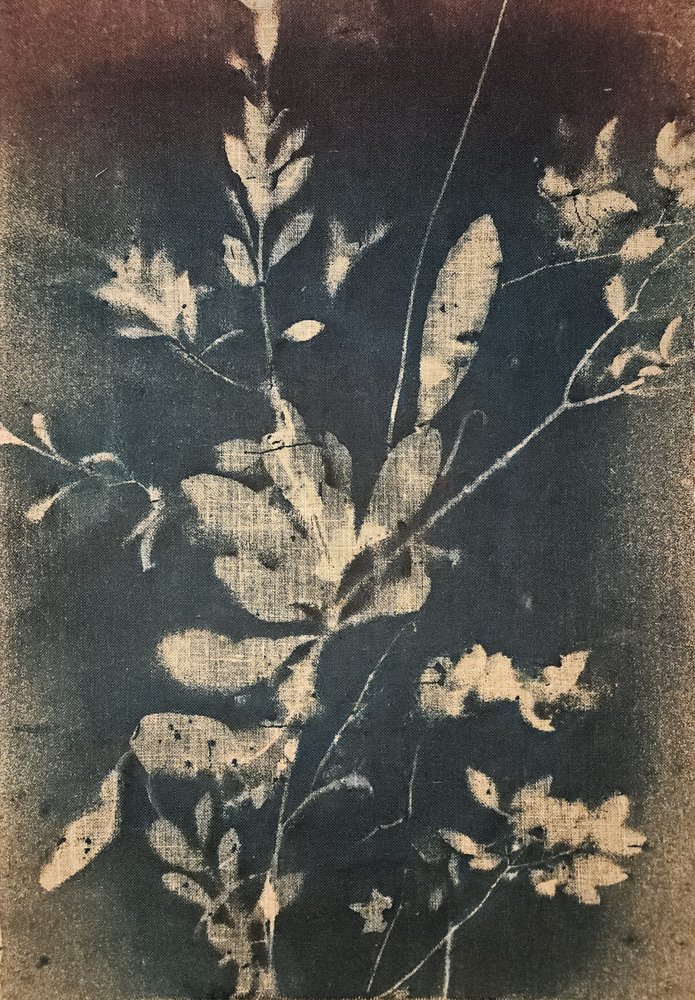 Botaniques bleus vintage - Stefano Mazzolini