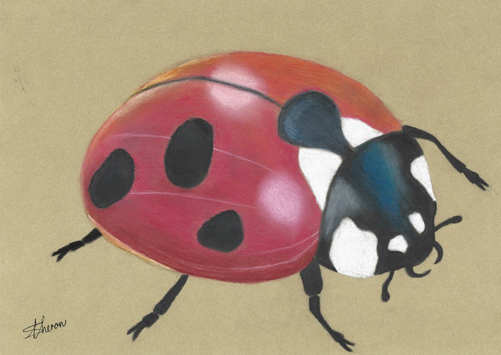 Jolie coccinelle rouge - Sunet Theron
