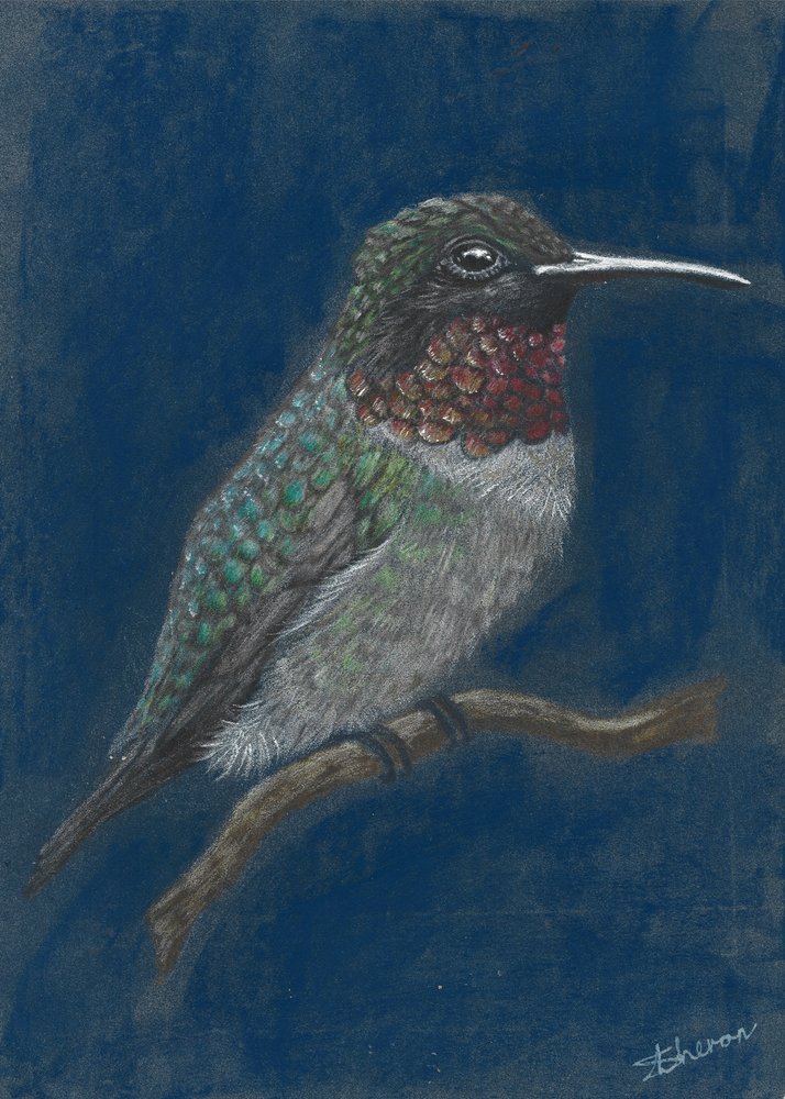 Colibri aux couleurs vives perché - Sunet Theron