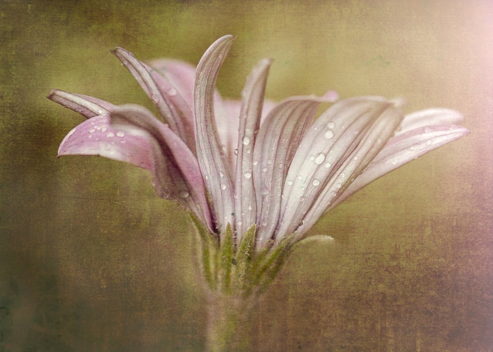 Fleur délicate comme une goutte de rosée - Susan Moss