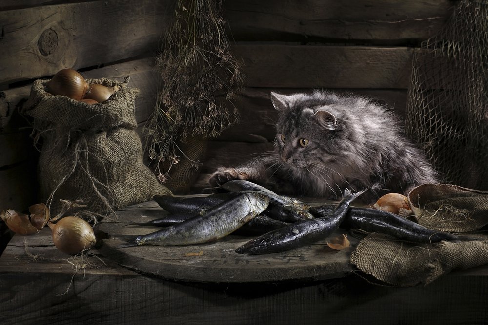 Le chat curieux et le poisson - Svetlana Pavlоvskaja