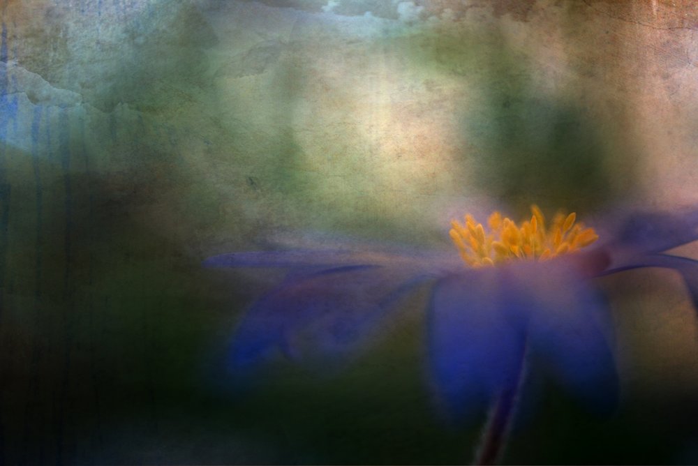 Fleur bleue de rêve - Ulrike Eisenmann