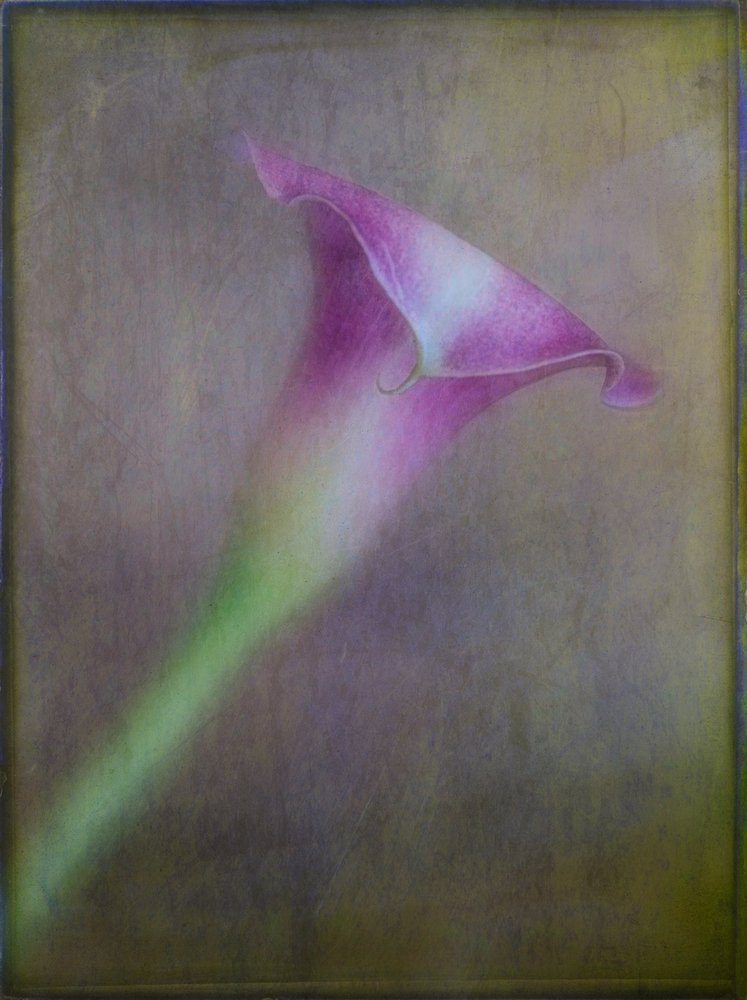 Calla violette de rêve - Ulrike Eisenmann