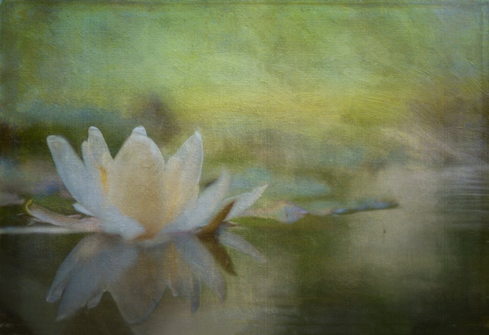 Nénuphar serein - Ulrike Eisenmann