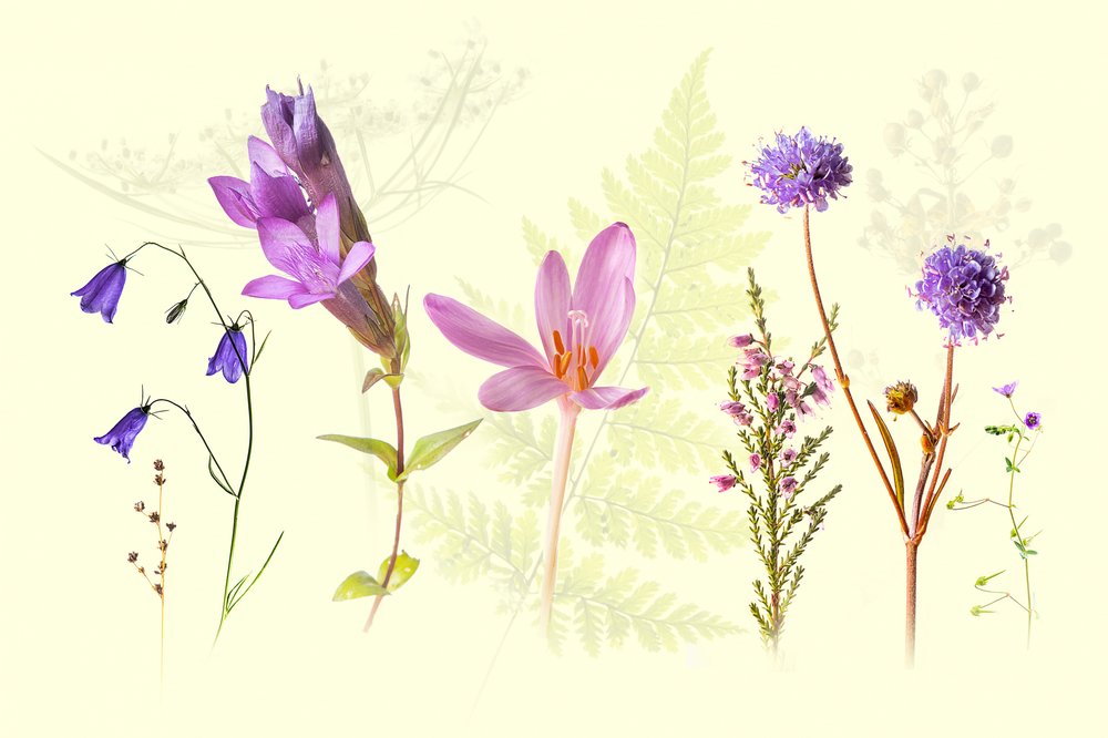 Assortiment de fleurs sauvages printanières - Ulrike Eisenmann