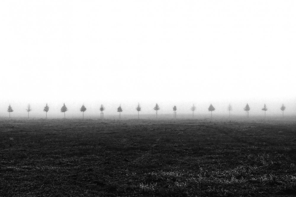 Les arbres de Misty Field - Vanja Tajnsek