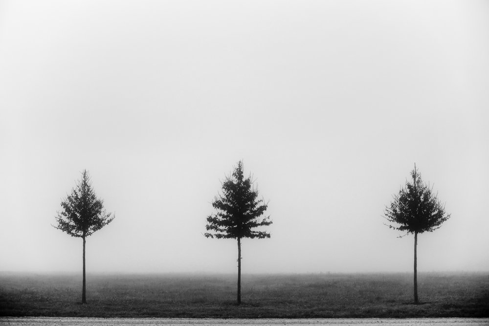 Trois arbres dans la brume - Vanja Tajnsek