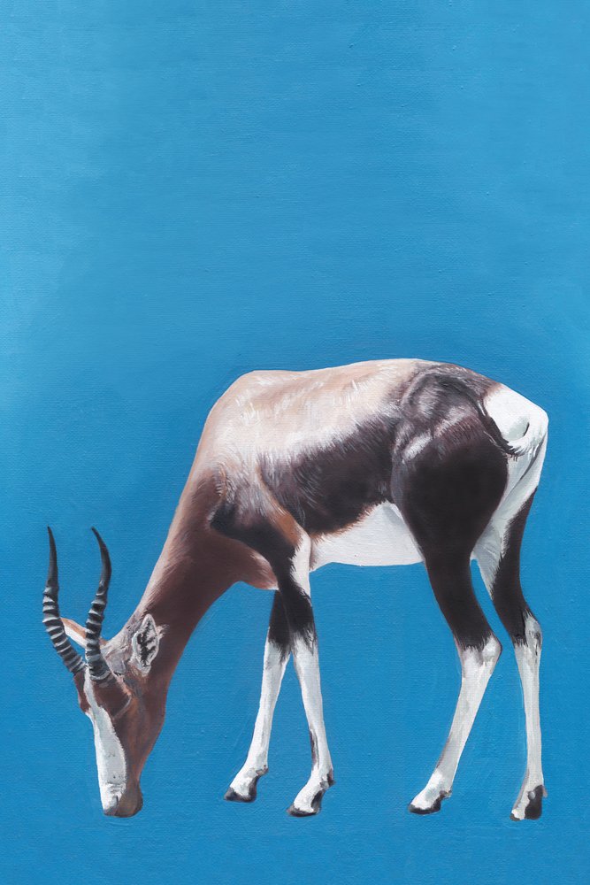 Blesbok en train de paître, bleu - Viccy Wanliss