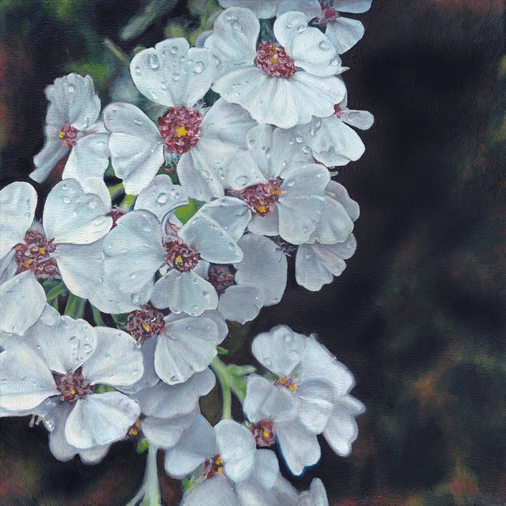 Fleurs blanches baignées de rosée - Viccy Wanliss