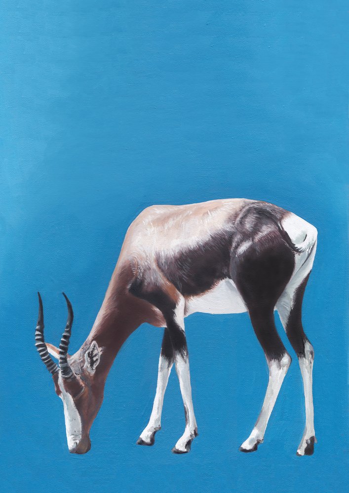 Une antilope blesbok en train de paître - Viccy Wanliss