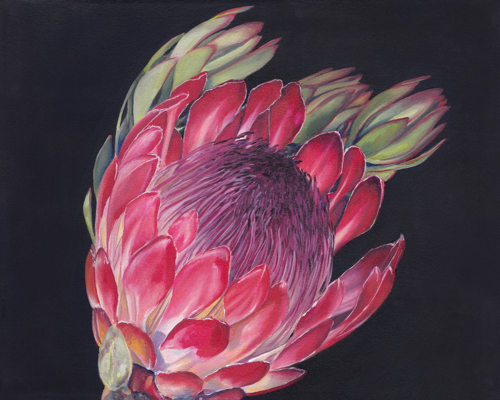 Une fleur de protéa éclatante - Viccy Wanliss