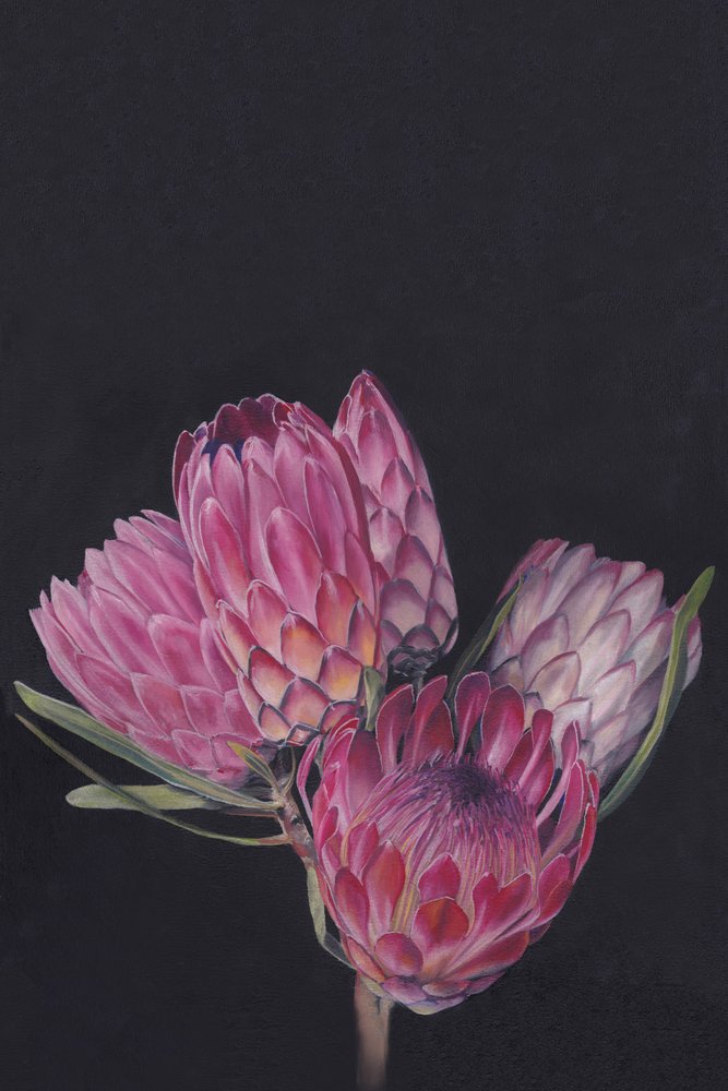 Des fleurs de protéa aux couleurs éclatantes - Viccy Wanliss