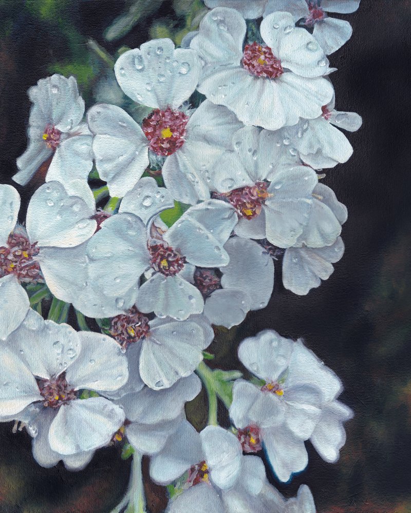 Fleurs blanches et gouttes de rosée - Viccy Wanliss