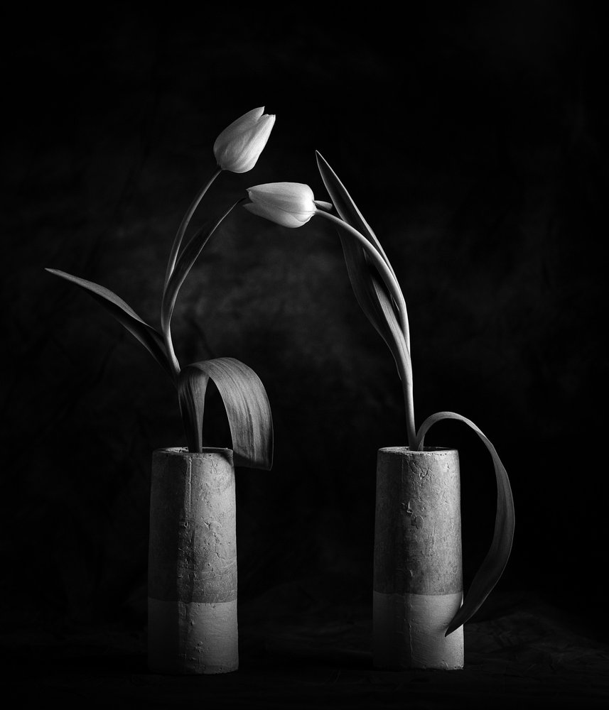 Élégantes tulipes noires et blanches - Xavi Heredia