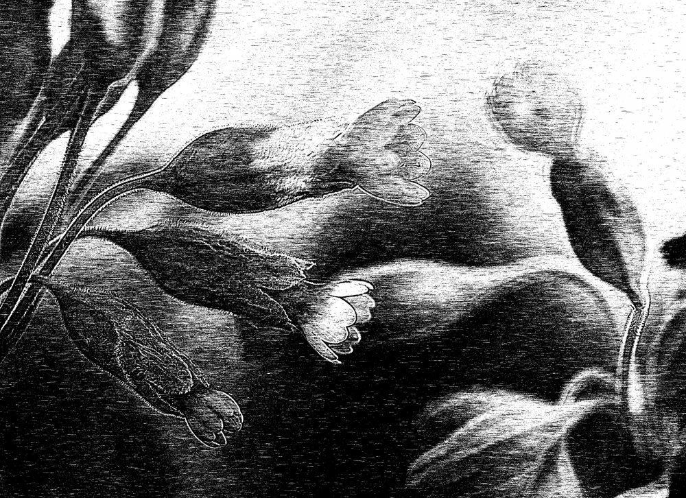 Délicat dessin floral - Ylva Sjögren