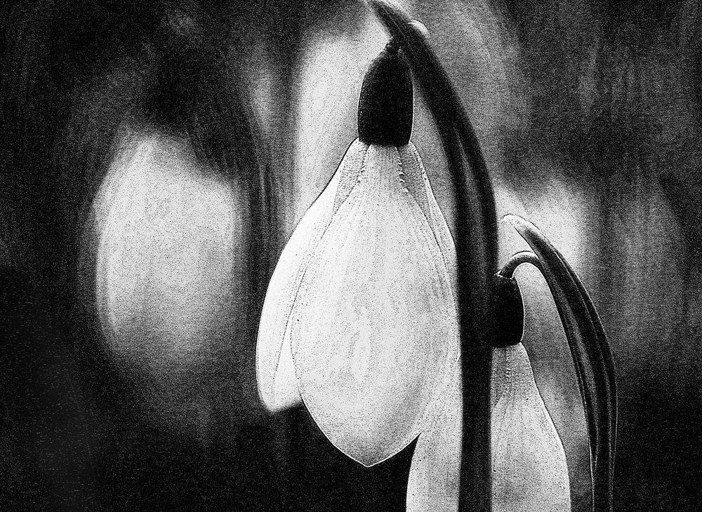 Délicats perce-neige d
