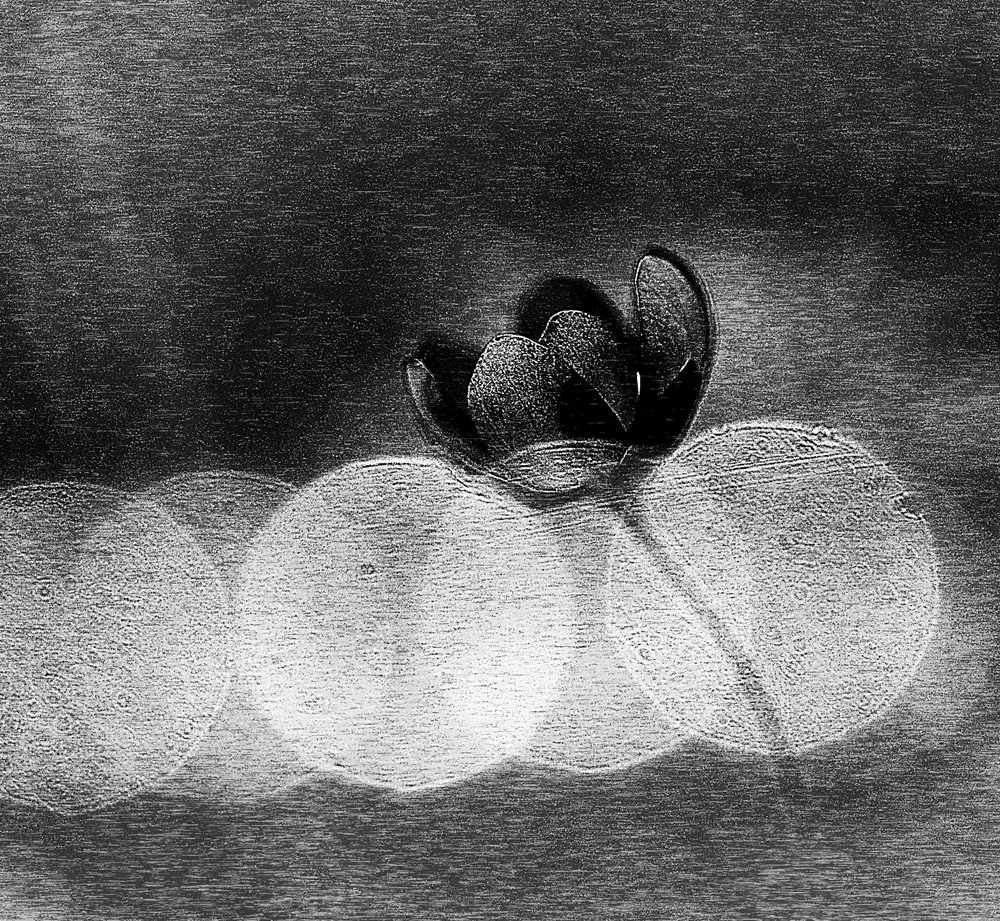Élégante floraison sombre - Ylva Sjögren