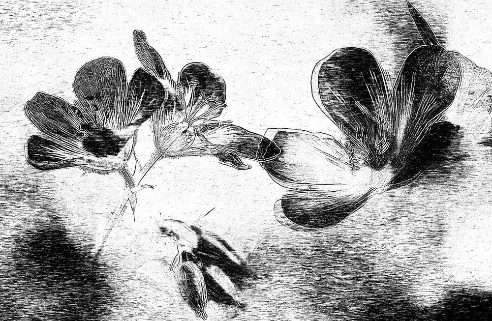 Élégant dessin floral - Ylva Sjögren