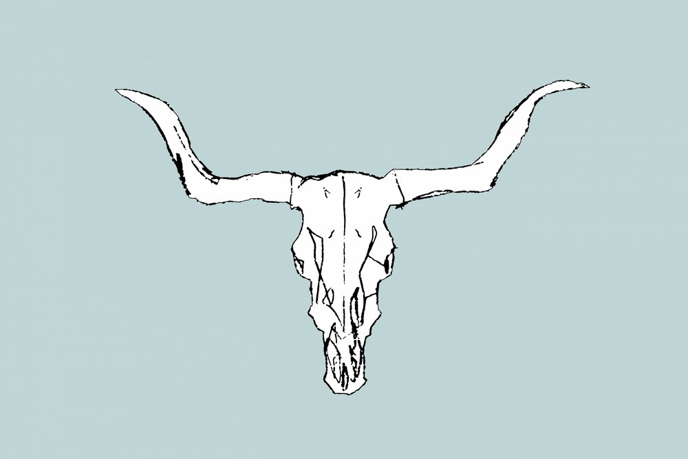 Crâne de taureau du désert - cartissi