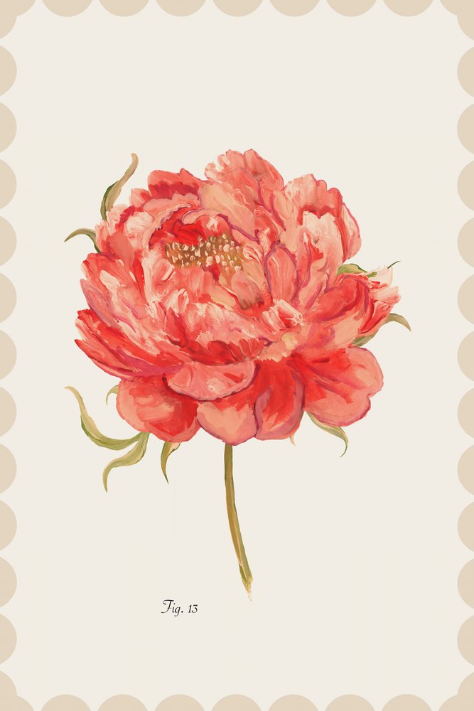 Pivoine corail éclatante - cartissi