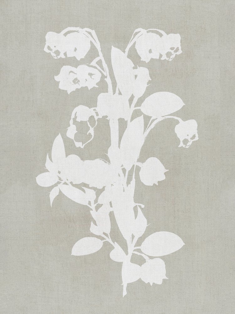 Fleurs botaniques blanches - cartissi