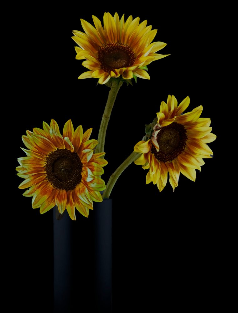 Composition florale « Tournesol doré » - jlloydphoto