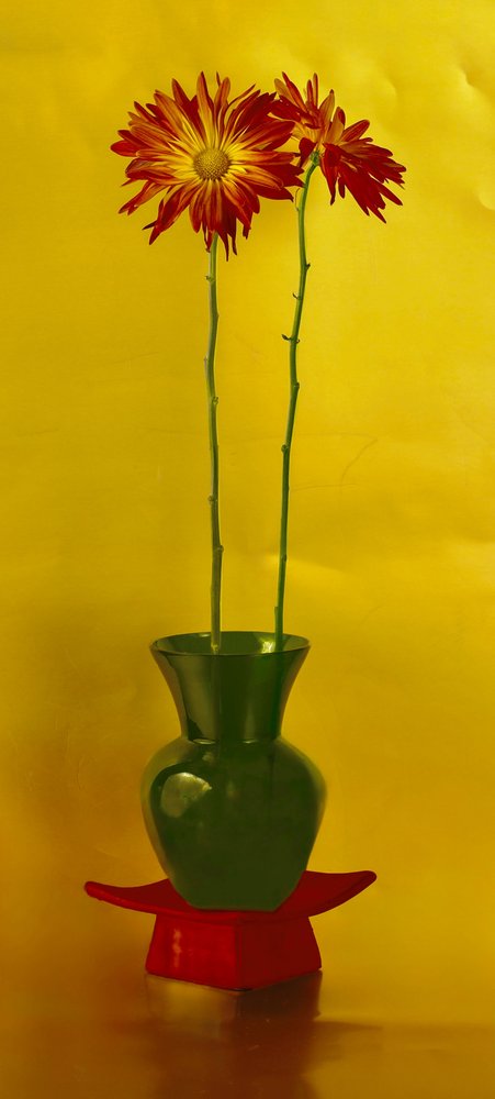 Nature morte florale éclatante - jlloydphoto
