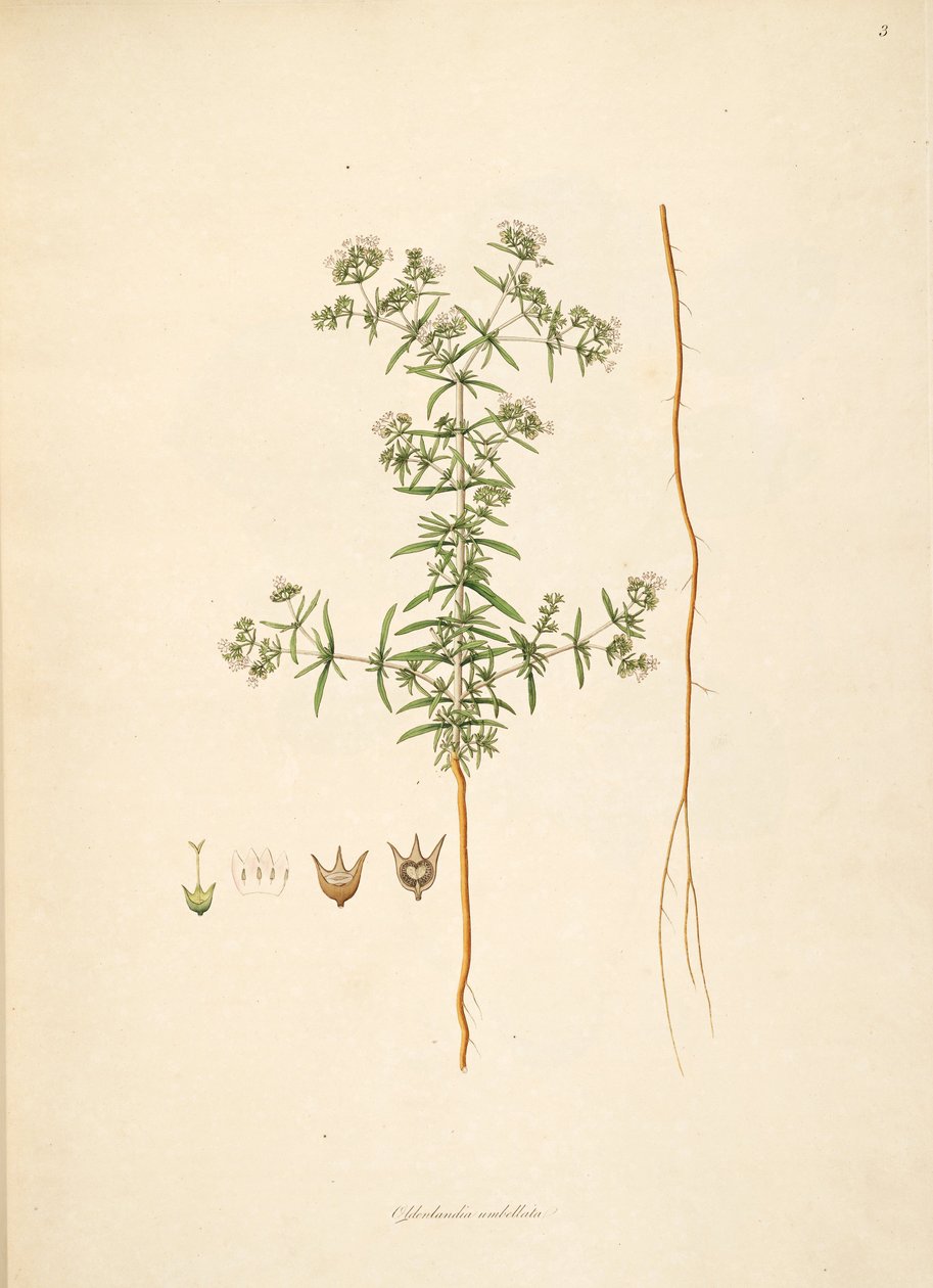Illustration de Oldenlandia umbellata, Rubiaceae - anonymus