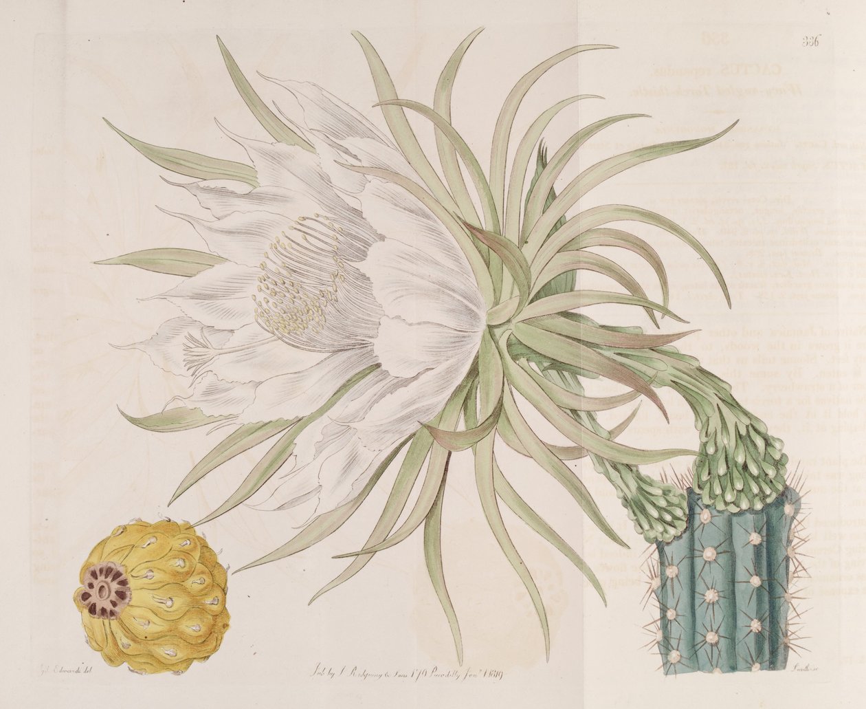 Harrisia gracilis - Edwards