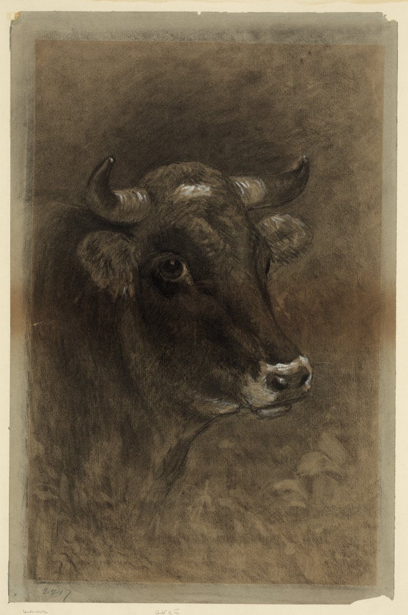 Vache - Unbekannt Unbekannt