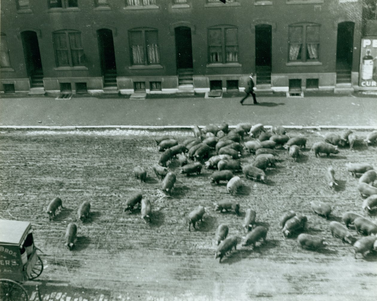 Cochons en liberté dans la rue à Thirteenth et Market Streets - Unknown