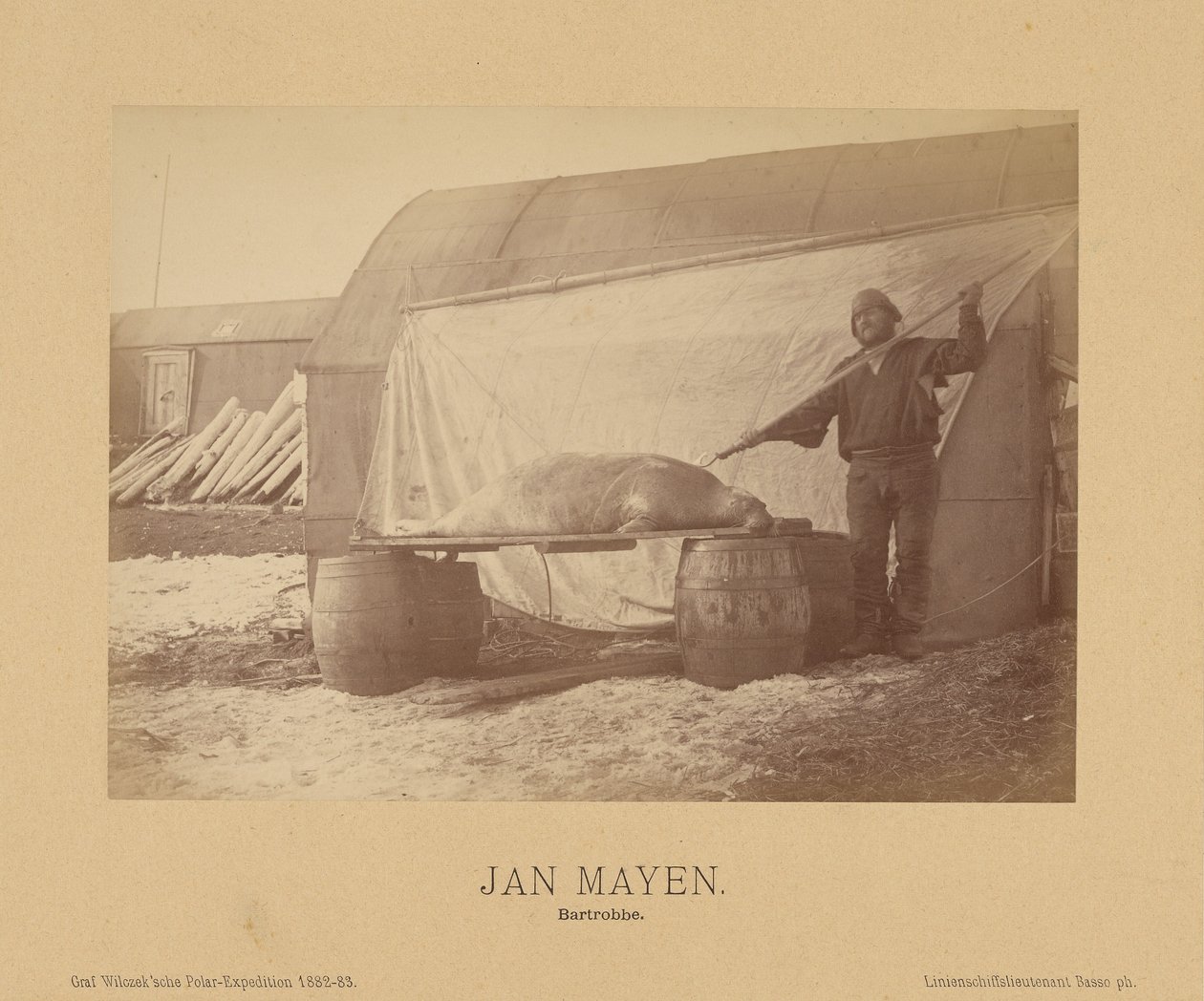 Jan Mayen, Bartrobbe - (Linienschiffs Lieutenant) Richard Basso