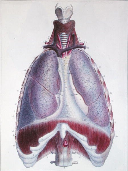 Anatomie des Poumons, de 